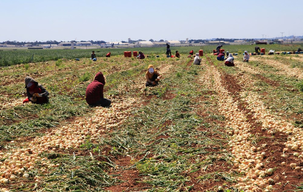 Türkiye'deki en önemli üretim merkezlerinden biri: Fiyatı 7-8 liraya kadar düştü - 3