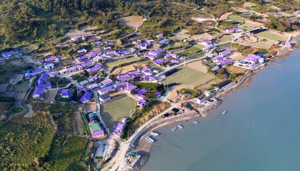 Güney Kore'de adalara turist çekmek sıra dışı yöntem: Her şey mora boyandı