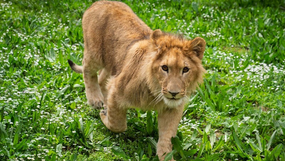 Kedi mamasıyla aslan beslemişler! Yavru aslan koruma altına alındı