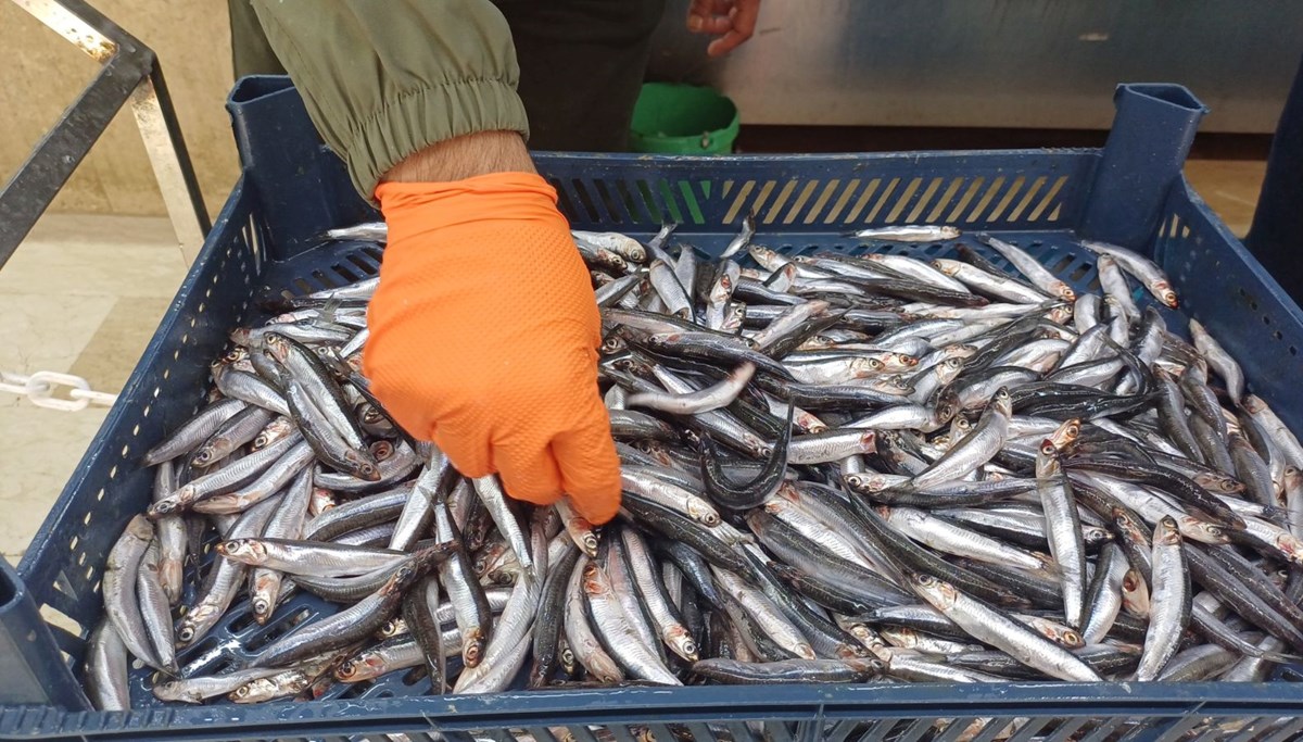 Tezgaha indi, yoğun ilgi görüyor: Kilosu 100 TL ile 200 TL arasında