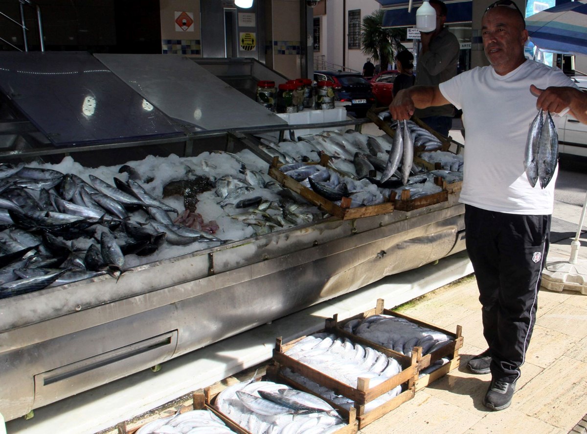 Palamut 20 gün gecikmeli geldi | Balıkçılar sezondan umutsuz