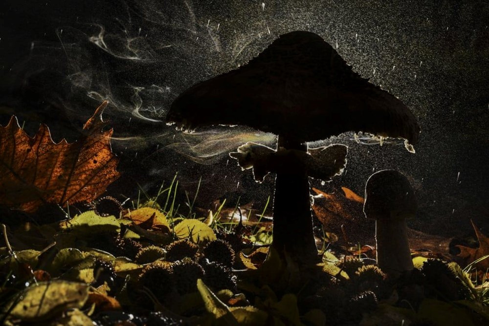 En İyi Vahşi Yaşam Fotoğrafçıları yarışmasının kazananları belli oldu - 8