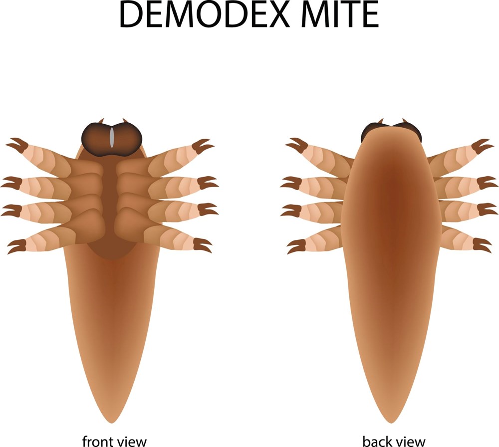 İnsan yüzünde yüzbinlerce akar yaşıyor: Demodex nedir? - 3