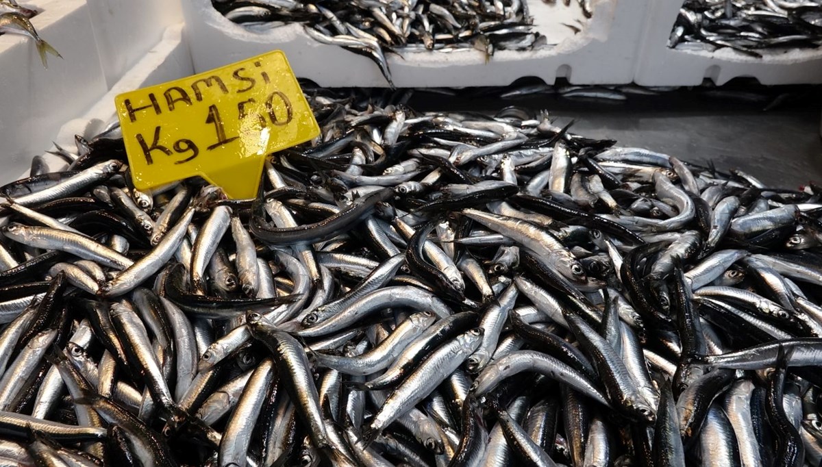 Trabzon'da hamsi bereketi