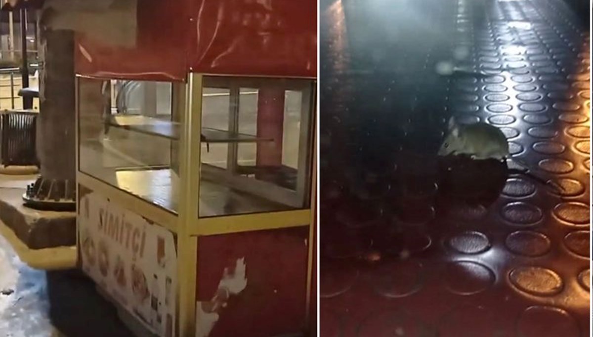 İstanbul'da simit tezgahında fare