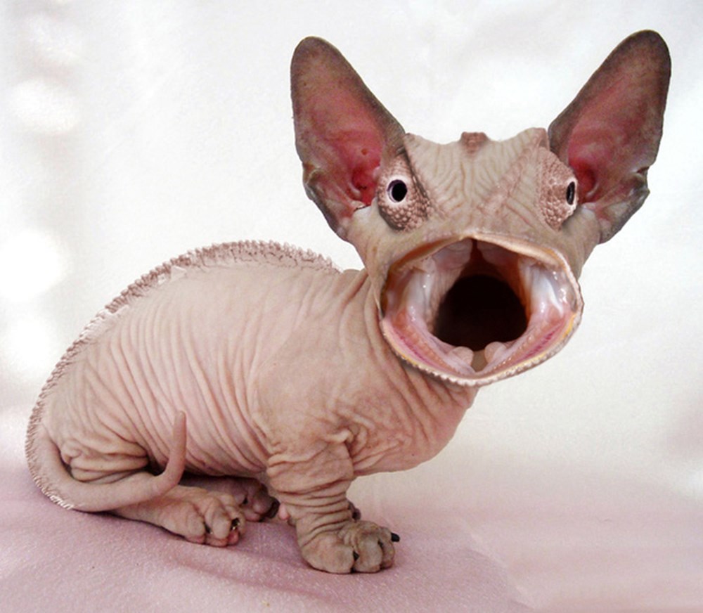 Кота скрестили с крысой. Котопес порода кошек. Крыса домашняя. Гибридные животные. Кошки-мышки.