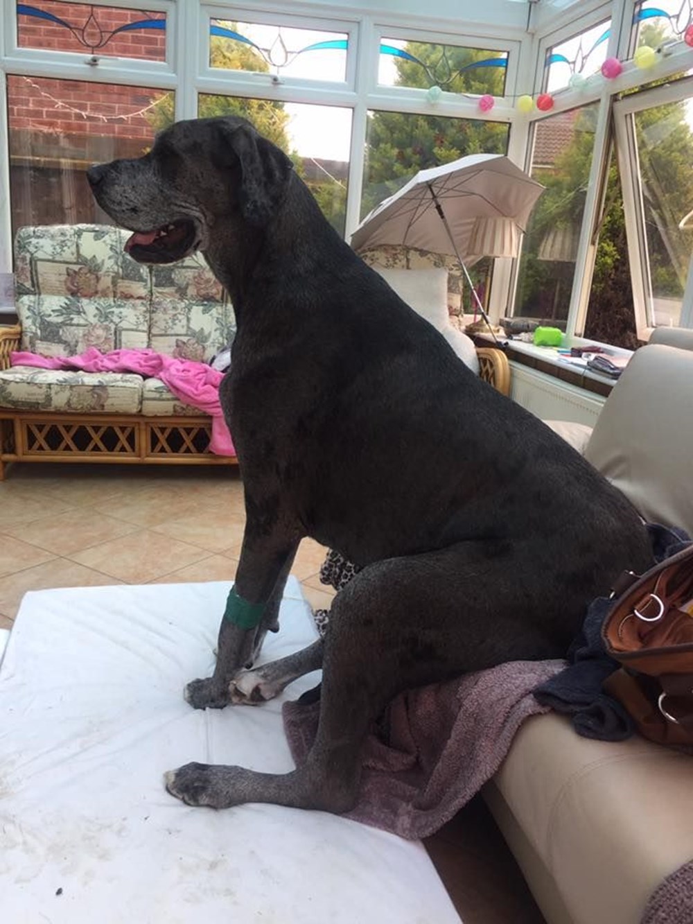 Dünyanın en uzun köpeği Freddy hayatını kaybetti - 20
