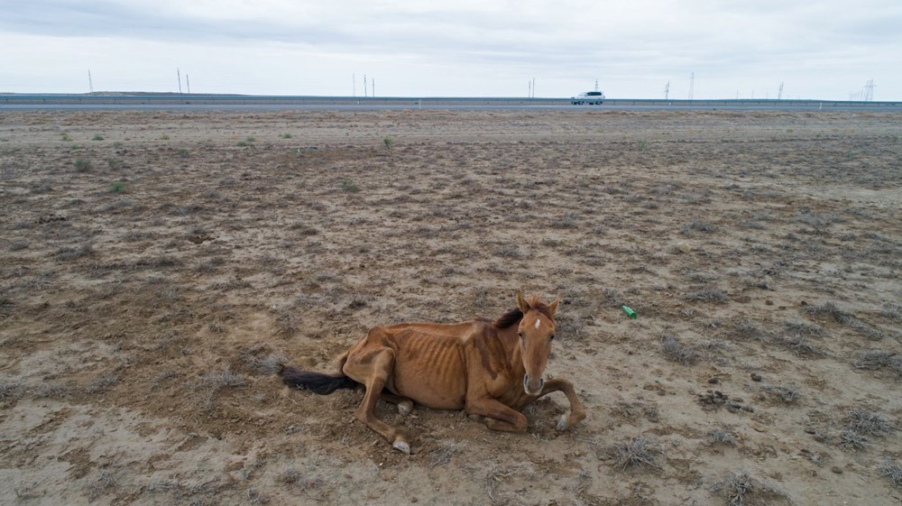 İklim değişikliğinin vurduğu Kazakistan'da binlerce hayvan öldü - 6