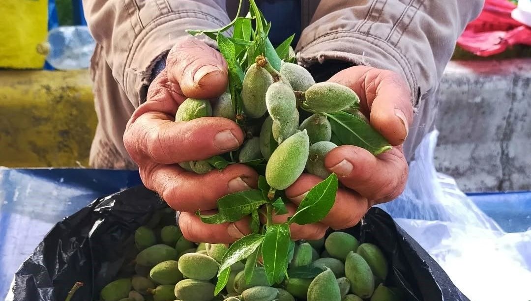 Bu yıl kilosu 250 TL: Baharın müjdecisi pazar tezgahını süsledi