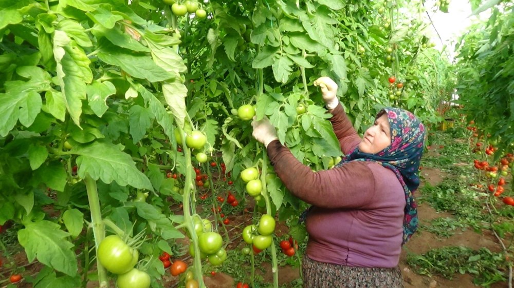 Tarla ile market arasında fark üreticiyi çileden çıkardı NTV