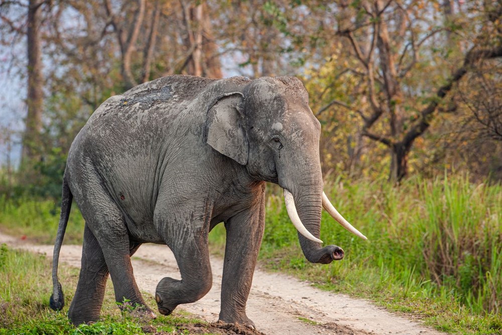 Mozambik'te filler insanlıktan korunmak için mutasyon geçirdi: Artık dişsiz doğuyorlar - 6