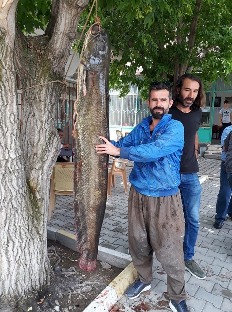 Kızılırmak'ta 2 metrelik yayın balığı yakalandı - 1