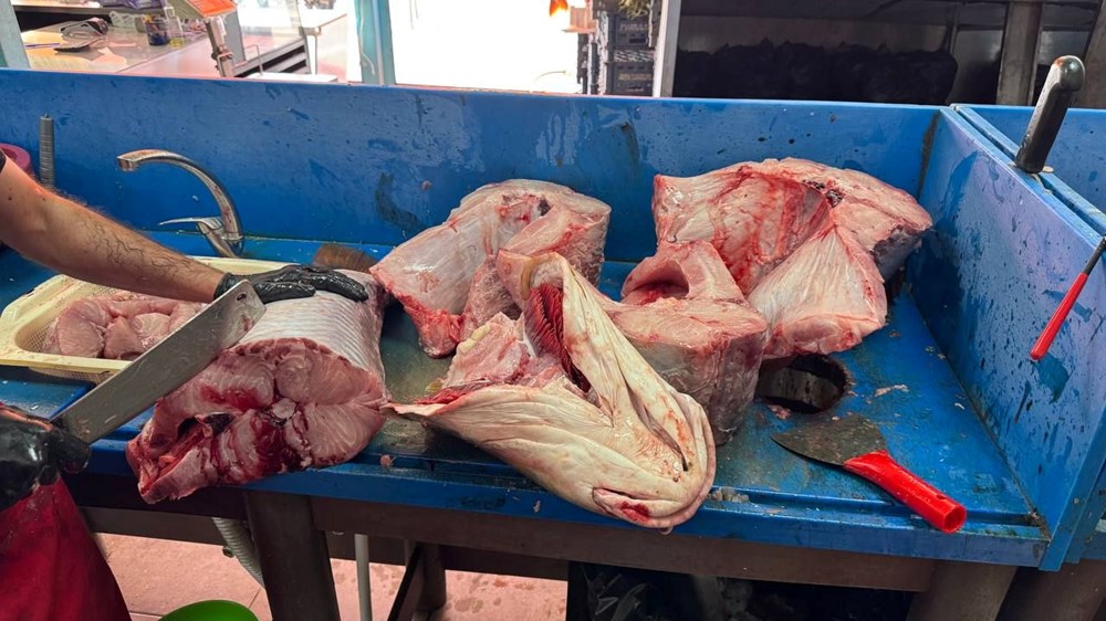 3 Turna Balığı Destanı: Bir Saatte Yok Oldular! 74 7x U8UpOakucuHvszZeIUg