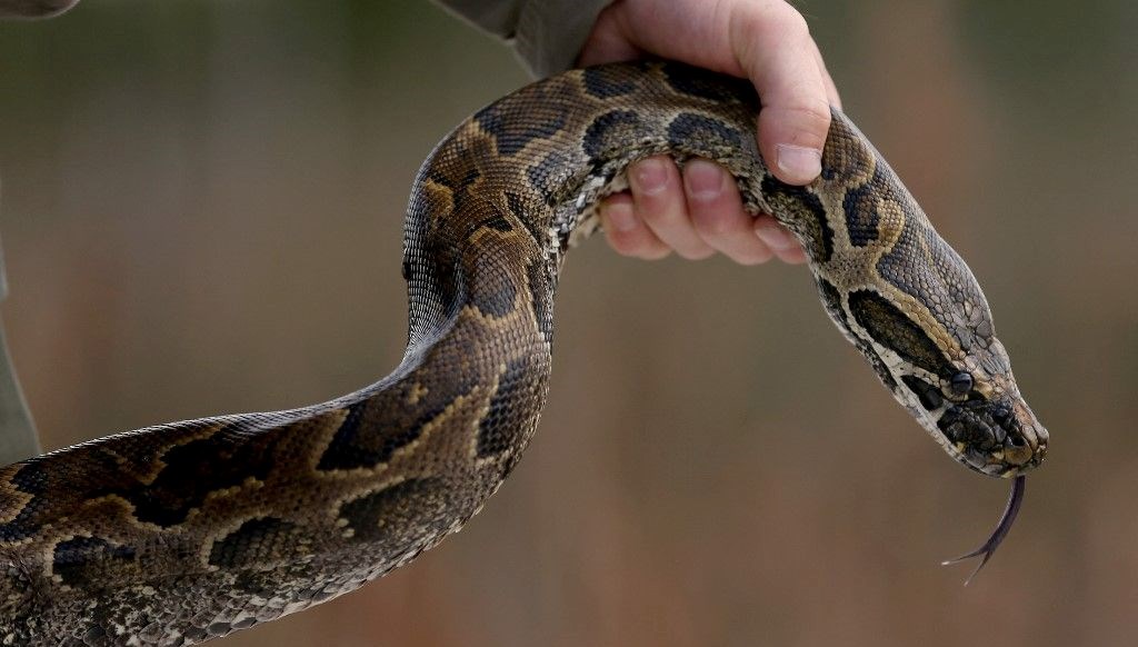 Florida pitonlara savaş açtı