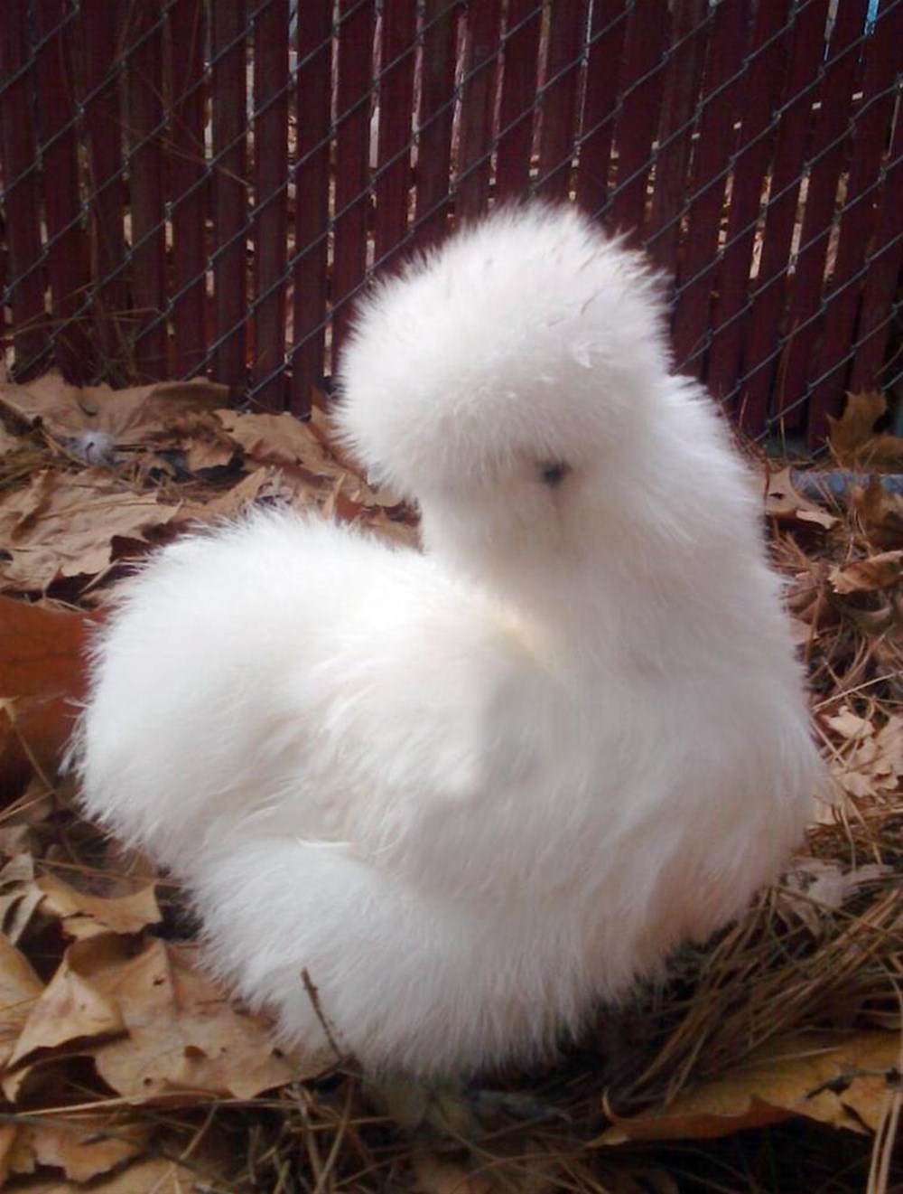 Шелковые куры фото. Китайская шелковая (Silkie Bantam). Цыплята китайской шелковой. Курица китайская шелковая пуховая. Китайская шелковая курица белая.