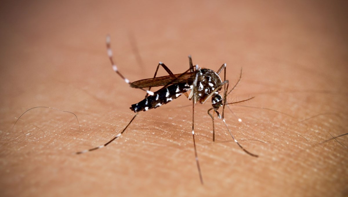 New York'ta ilk chikungunya vakası görüldü