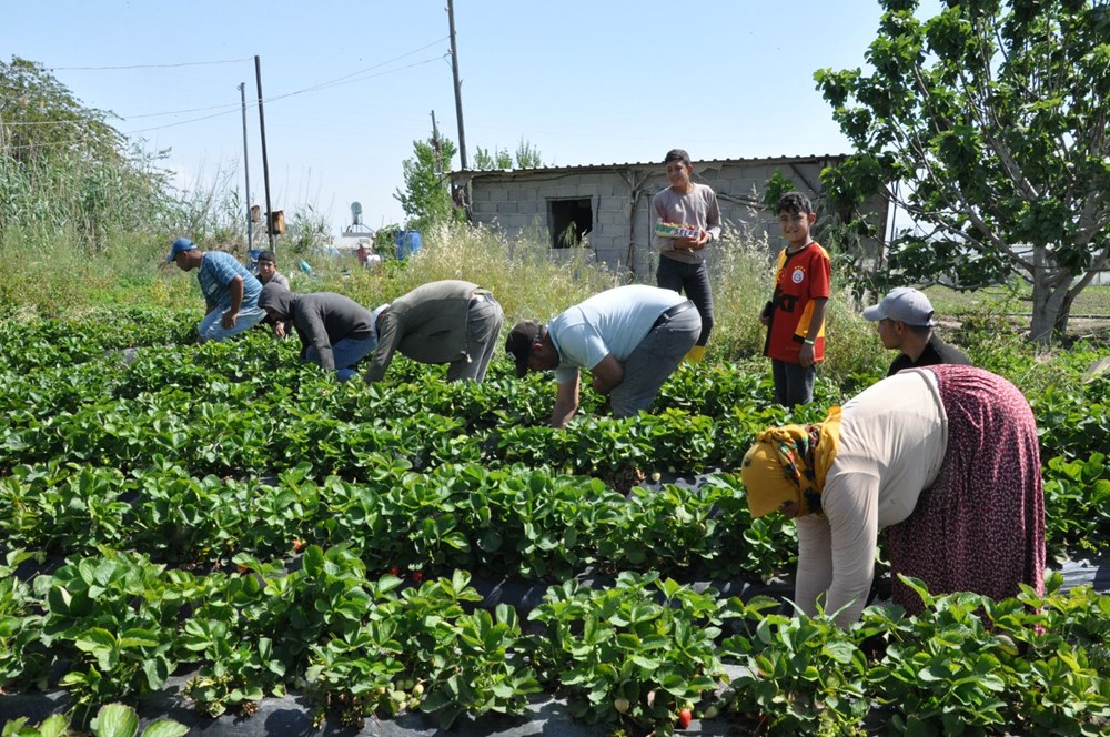 Tarlada kilosu 75 lira: Mersin'den dünyaya yayılıyor - 5