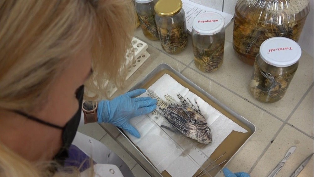 İstilacı, zehirli aslan balığı Akdeniz’i tehdit ediyor - 7