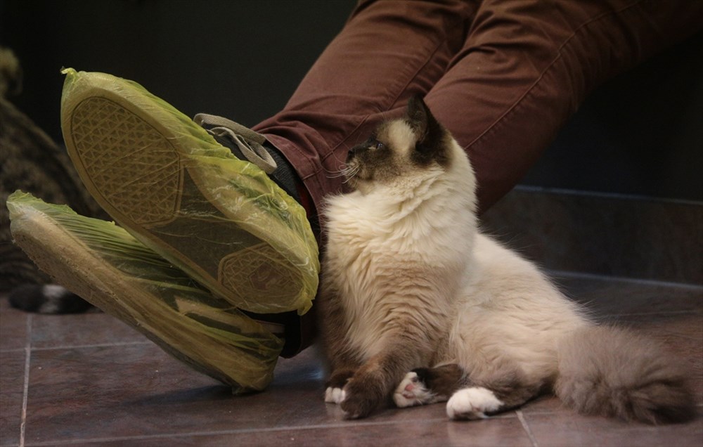 kediye sut vermek dogru mu magazin