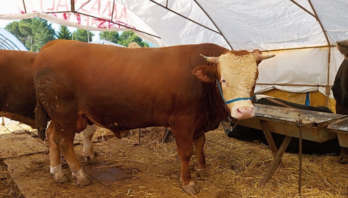 Kurban keserken nelere dikkat edilmelidir? Kurbanlık hayvanı elektrik veya narkozla bayıltarak kesmek caiz midir?