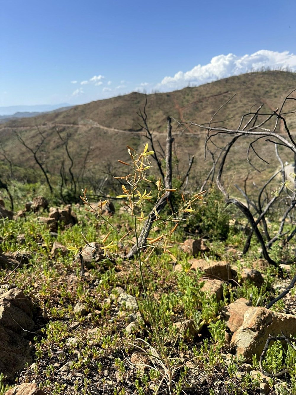 Marmaris'te yanan alanlar yeşillenmeye başladı - 6