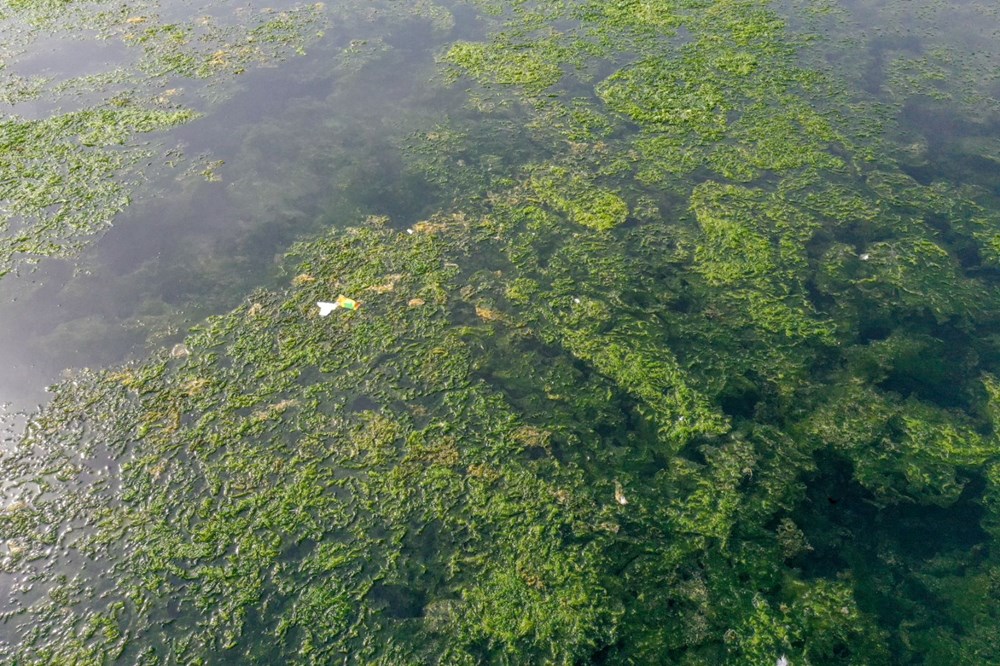 Deniz yosunu, İzmir Körfezi'nde yeniden yayılıyor - 10