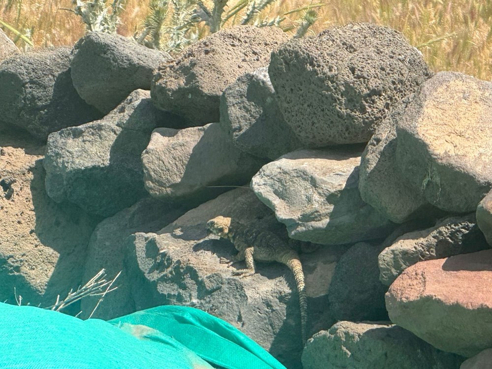 Nadir görülen sürüngen türü: Kafkas keleri görüntülendi - 2