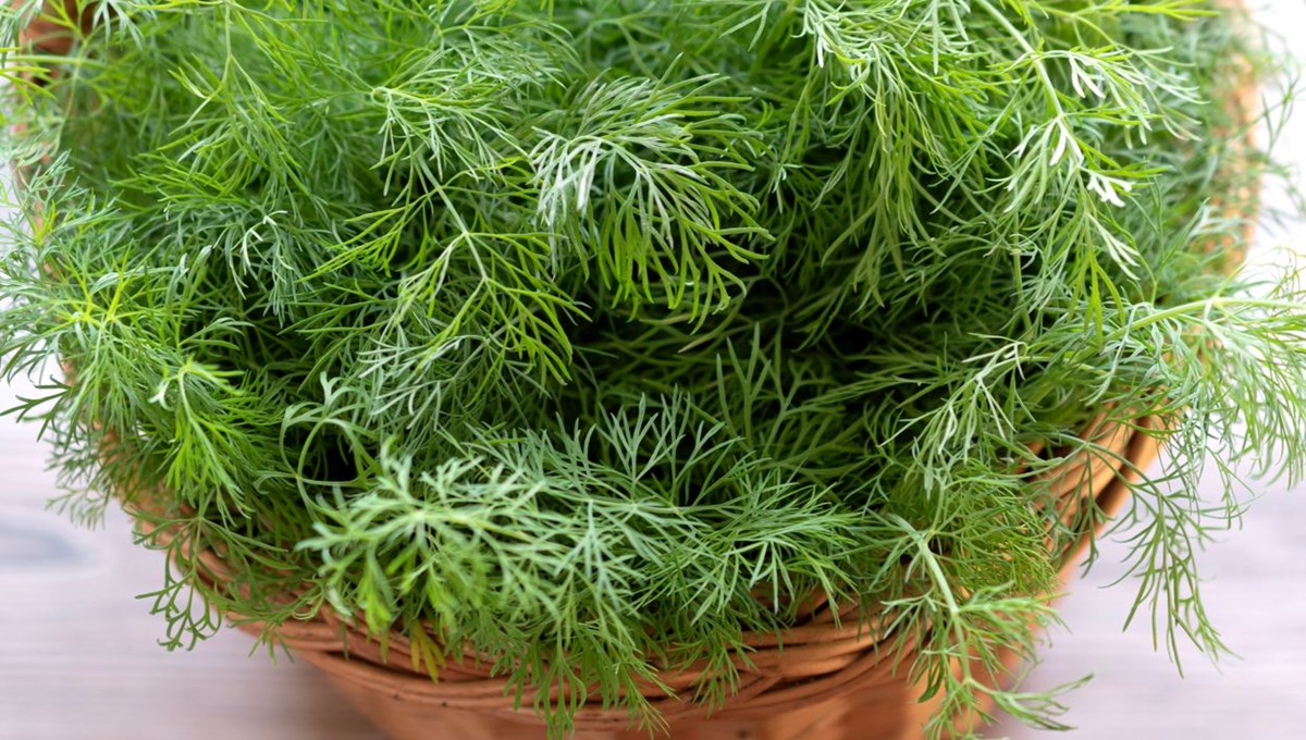 Türkiye'de yabani olarak yetişiyor! Suya katılarak tüketildiğinde iğne ipliğe çeviriyor