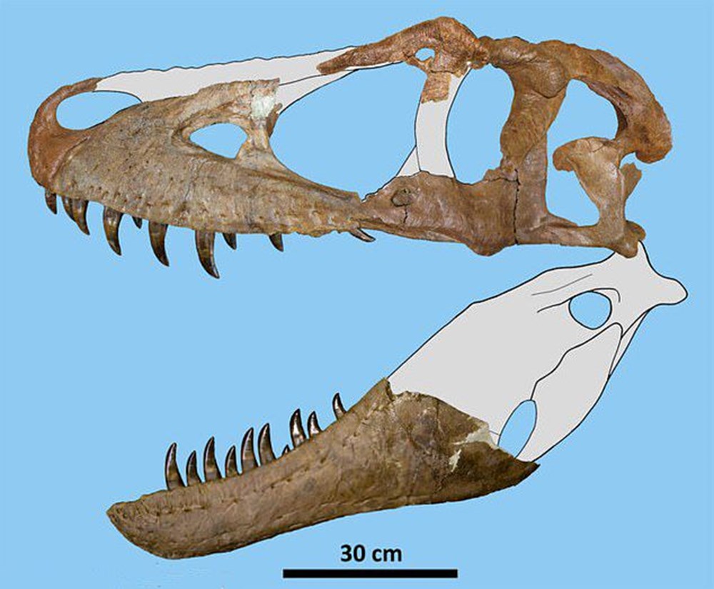 76 milyon yıl önce yaşayan yeni bir dinozor türü keşfedildi: T. rex'in atası bulundu mu? - 2