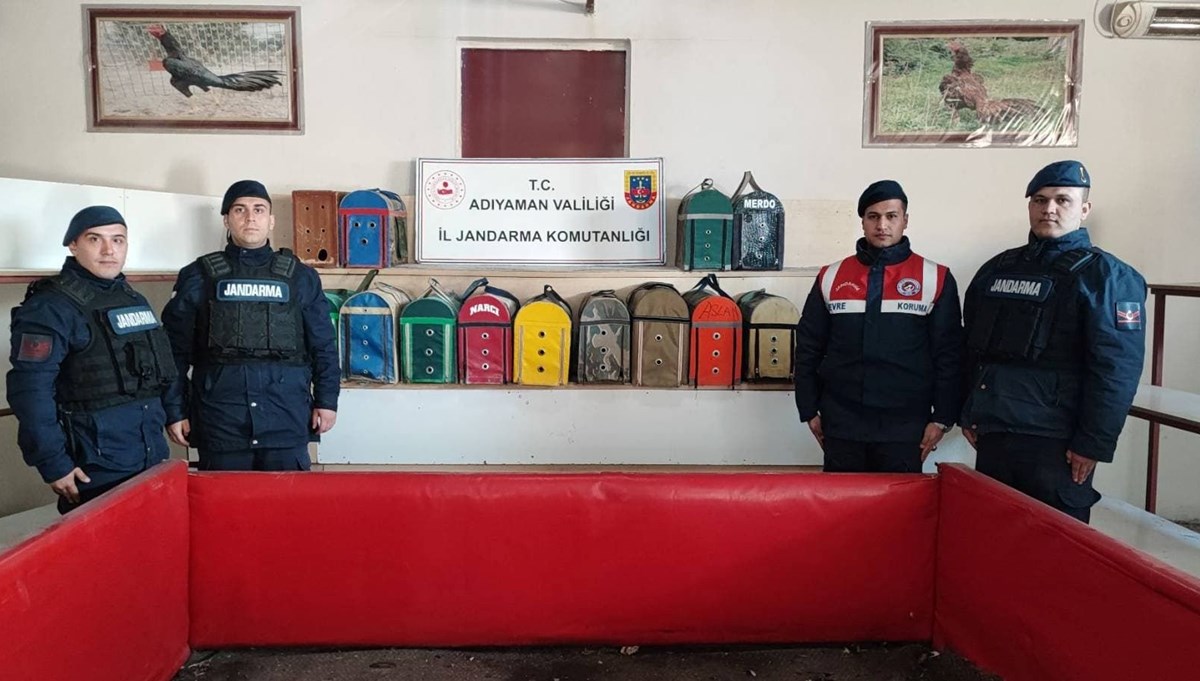Horoz dövüşüne jandarma baskını: 8 gözaltı Horoz dövüşüne jandarma baskını: 8 gözaltı