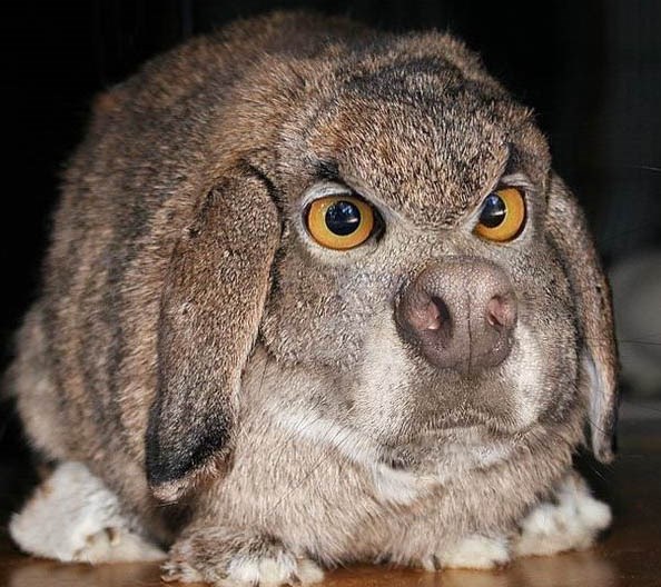 Обиженные животные