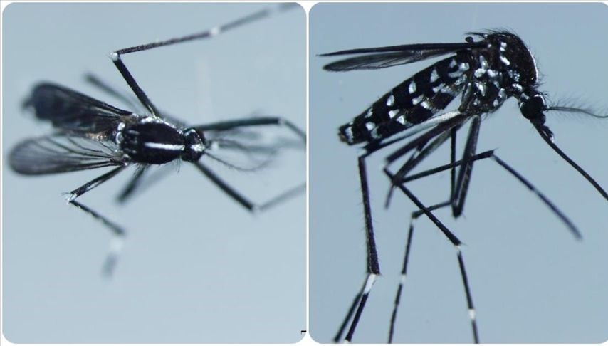 Chikungunya virüsü nedir, belirtileri neler? Chikungunya virüsünün görüldüğü ülkeler