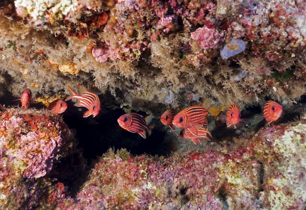zehirli aslan baligi yemek oldu ntv