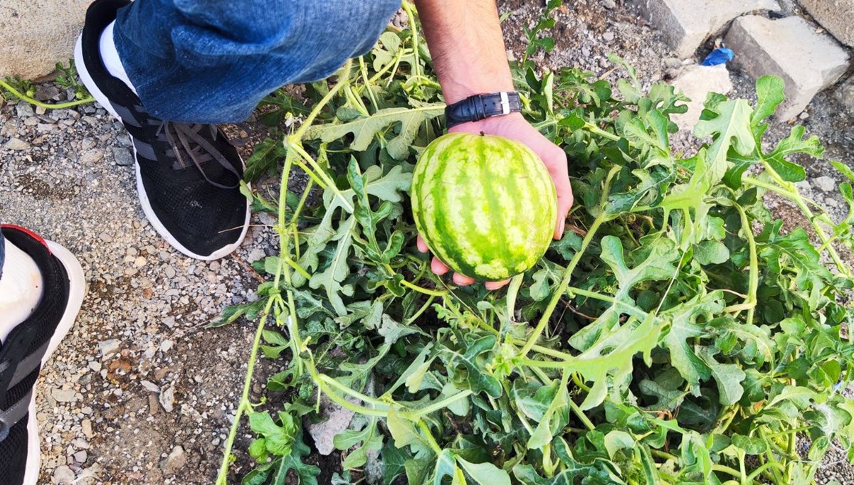 Yol ortasında kendiliğinden karpuz çıktı! Görenler hayrete düştü