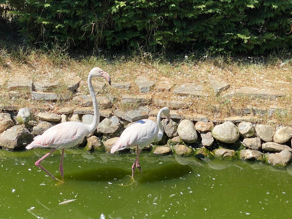 İstanbul'da silah operasyonu: Puma, flamingo, iguana ele geçirildi - 2