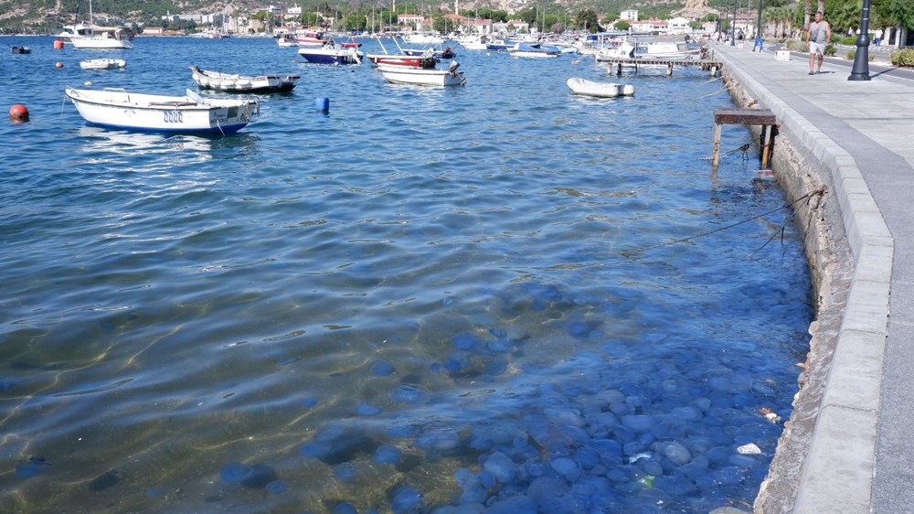 Foça ve Çeşme kıyılarında denizanası paniği - 2