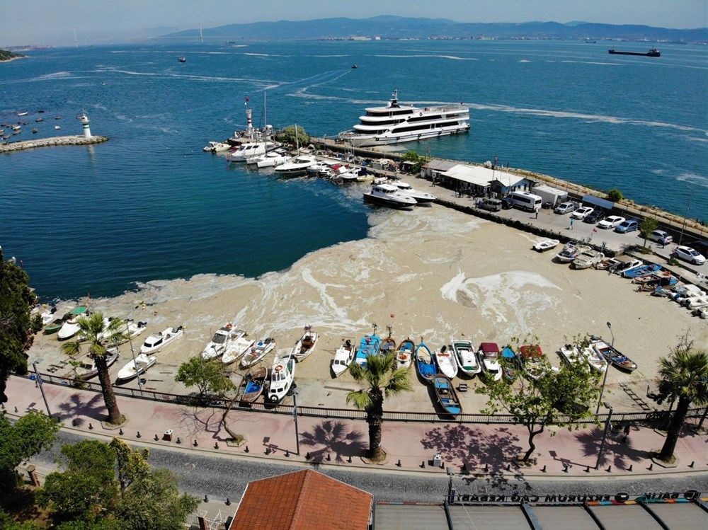 Deniz salyası (müsilaj) nedir? Neden oluşur? - 5