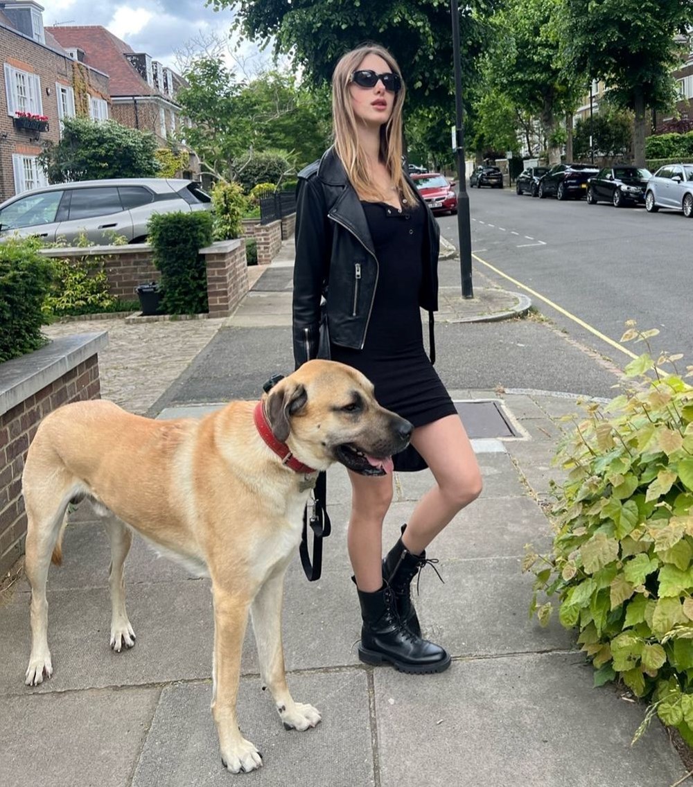 Londra sokaklarında bir kangal: 70 kiloluk Pasha ilgi odağı
oldu - 1