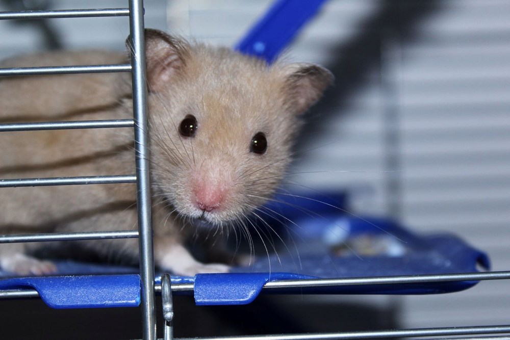 Hong Kong’da hamsterları kurtarma operasyonu: Covid-19 bulaştırabilecekleri gerekçesiyle 2 bini aşkın hayvan öldürülecek - 1