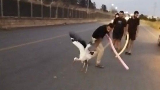 Yaralı leyleği vatandaşlar kurtardı