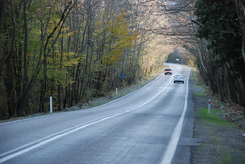 9 kilometrelik 'ağaç tünel yol' görsel şölen sunuyor - 1