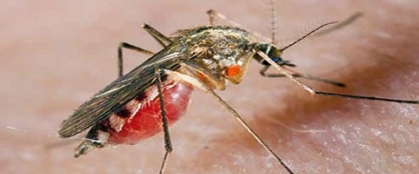 Συναγερμός ελονοσίας στην Ελλάδα – Health News