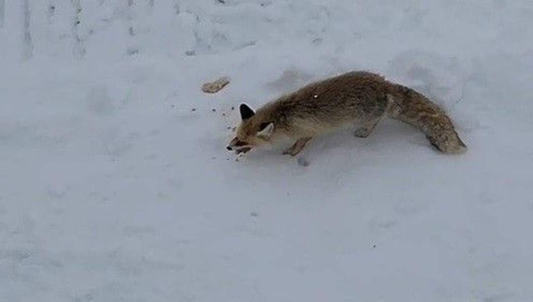 Bayburtlu vatandaş tilkiyi Antep baklavasıyla besledi
