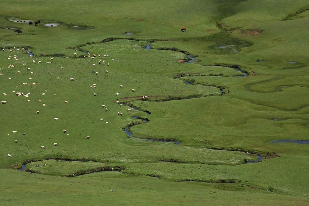 Karadeniz'in menderesleriyle ünlü Perşembe Yaylası doğaseverleri ağırlıyor - 14