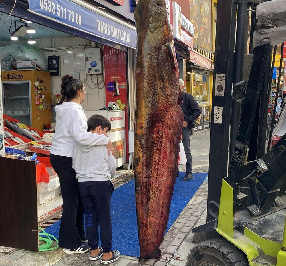 Meriç Nehri’nde yakalandı, tam 3 metre: Kilosu 450 liradan satışta 73 8IKRVPPkyU k93Vwo15CzQ