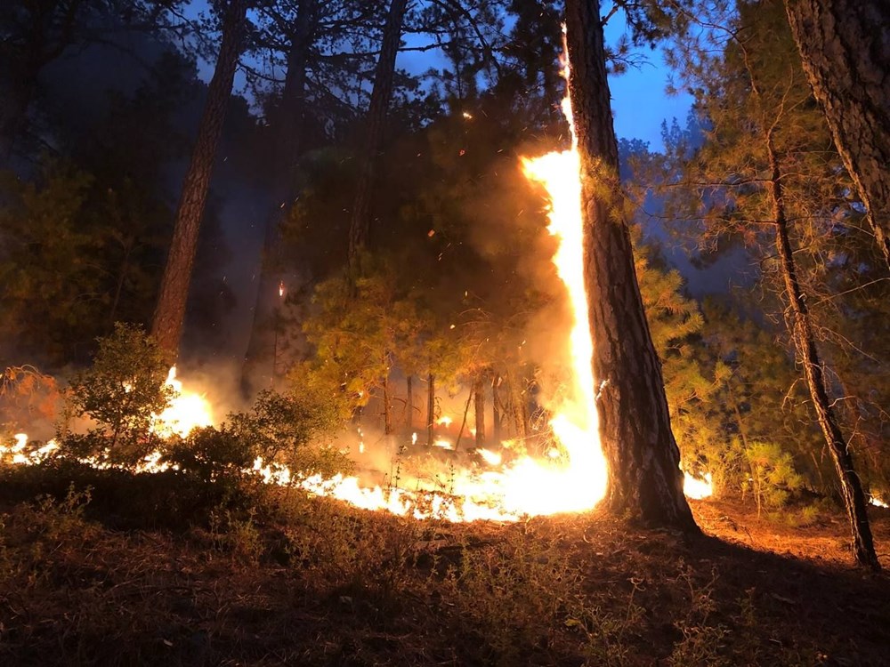 Yanan bölgelere hangi ağaç? Uzmanlar yanıtladı - 10