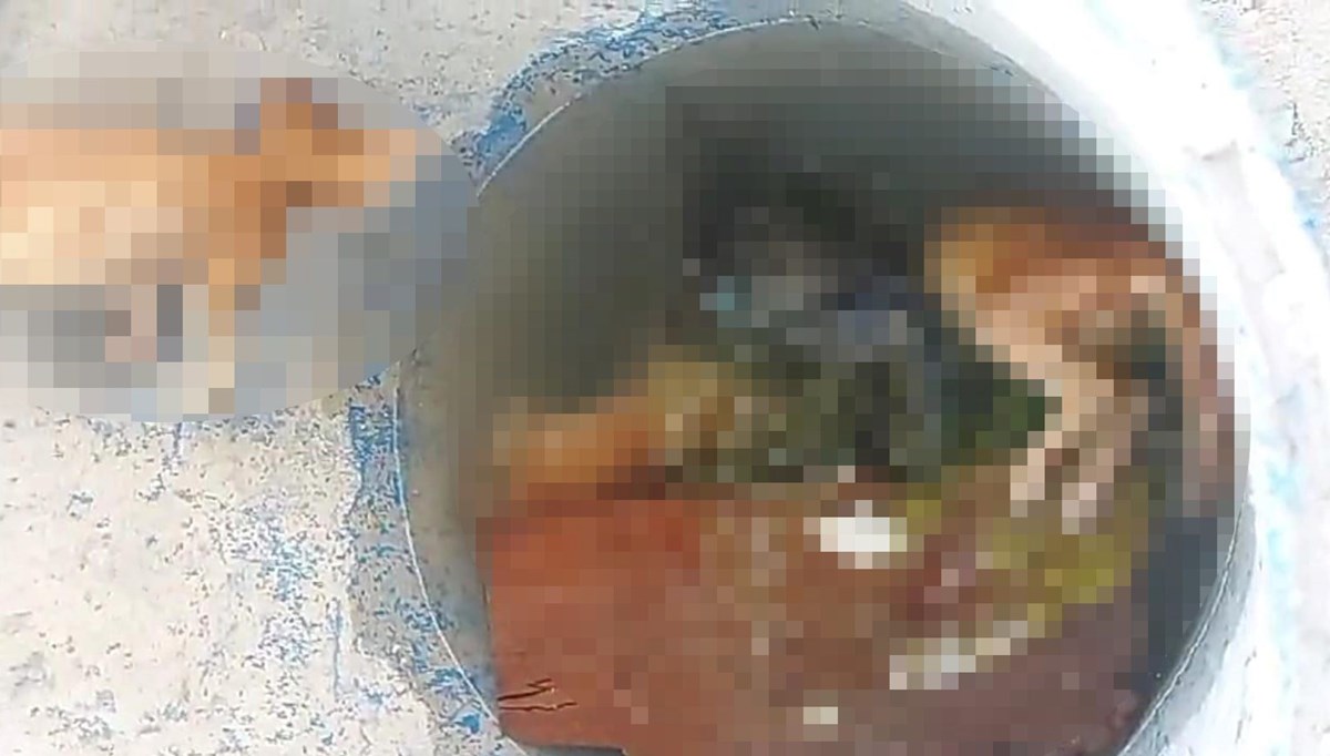 Su dolu varilde 4 kedi ölüsü bulundu Su dolu varilde 4 kedi ölüsü bulundu
