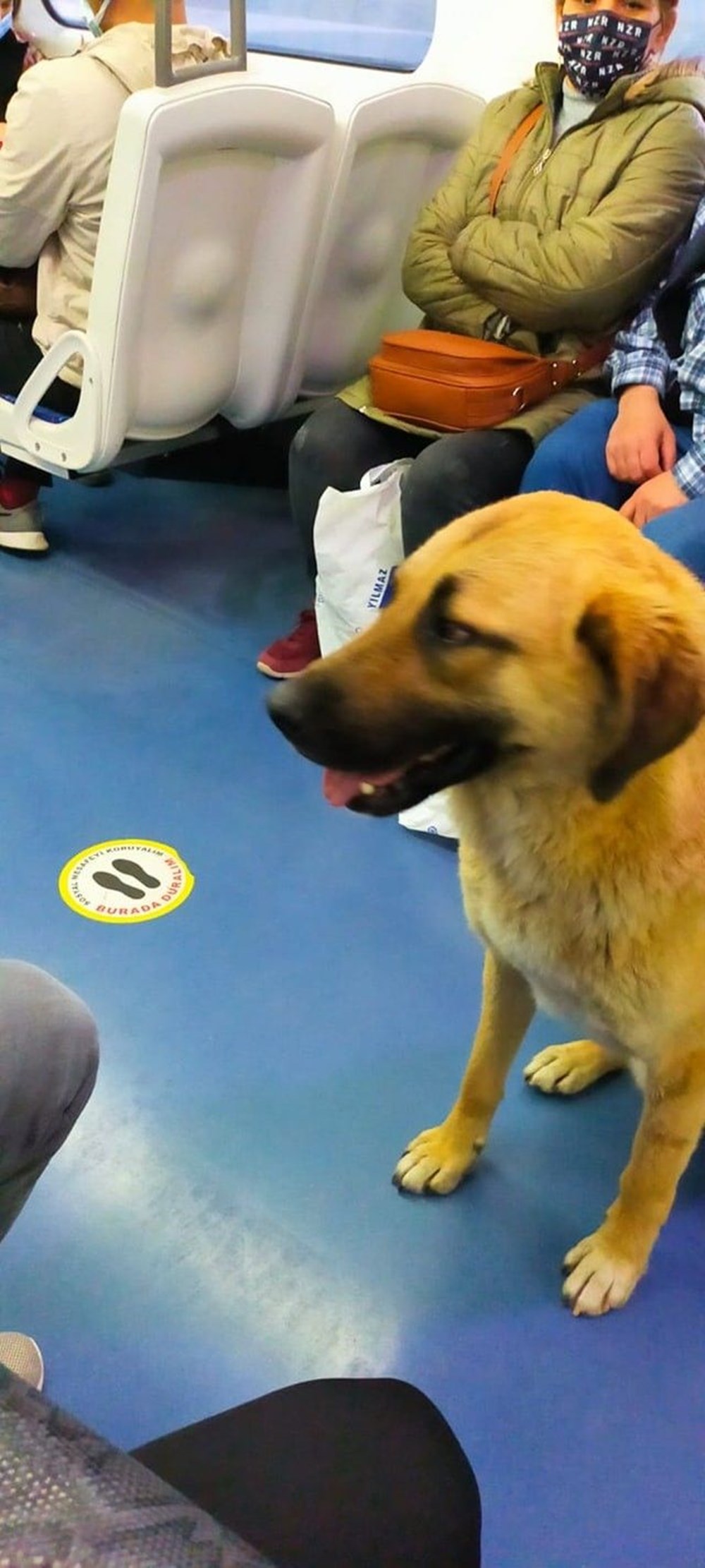 İzmir’i toplu ulaşımla gezen köpek Sam bulundu - 4