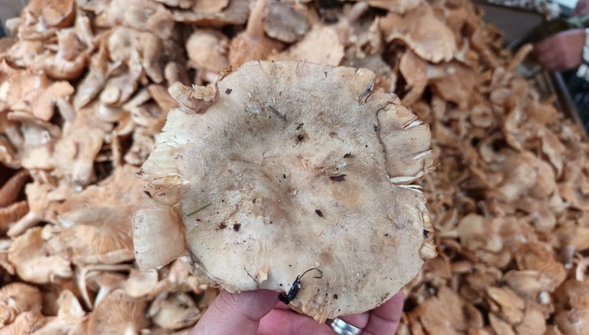 Yağışlı havaların ardından fiyat düştü: Tezgahlarda tirmit bolluğu