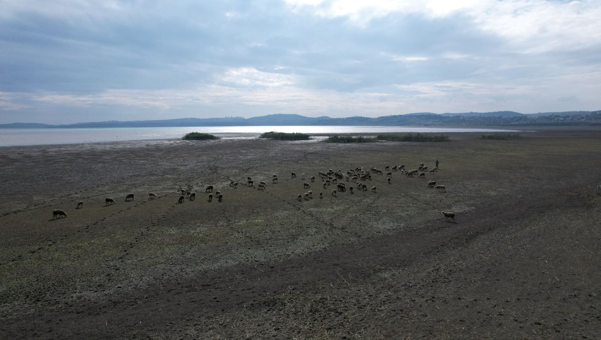 Su seviyesi azaldı, gölün büyük kısmı kurudu: Koyunlar otluyor